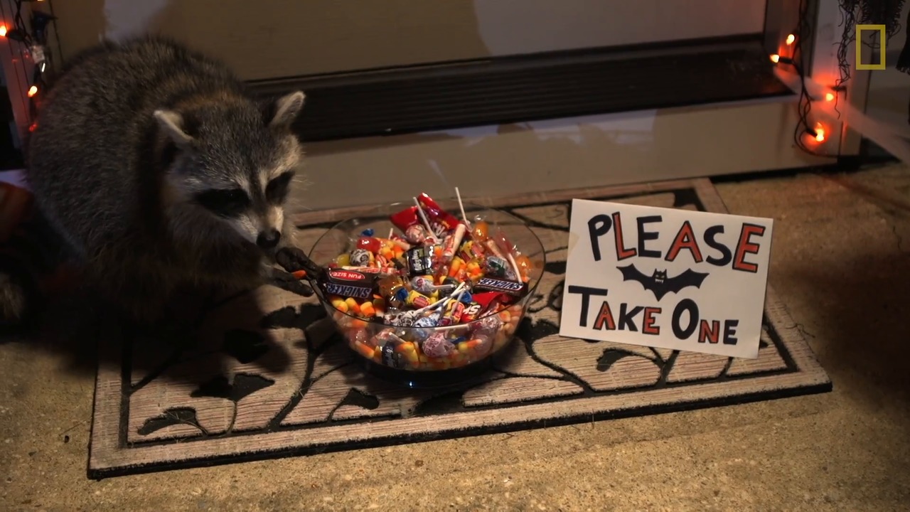 TIL: There's Probably a Raccoon Living on Every City Block in North America