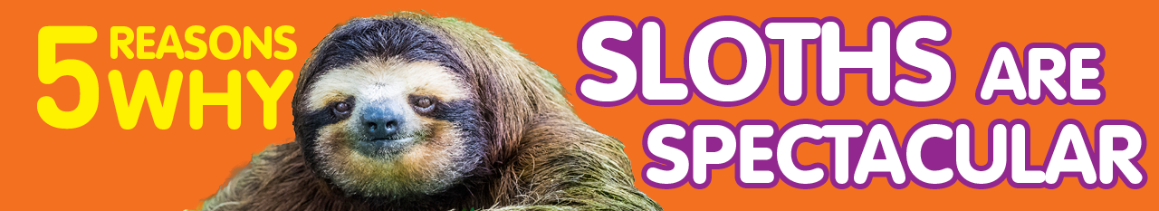5rw sloths