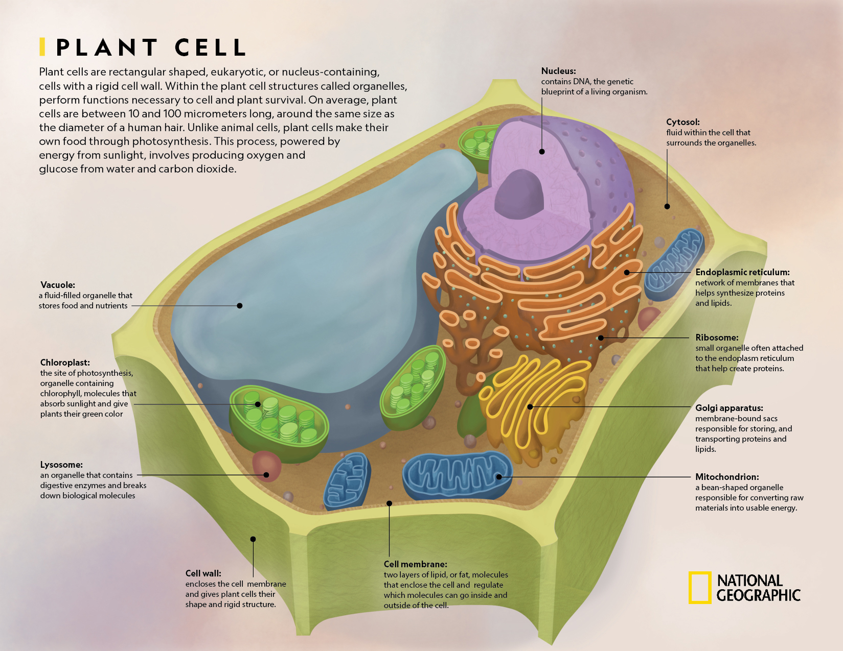 12 Diagram Of A Plant BehnamDominyka