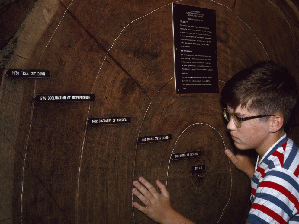 Giant Sequoia tree rings showing age