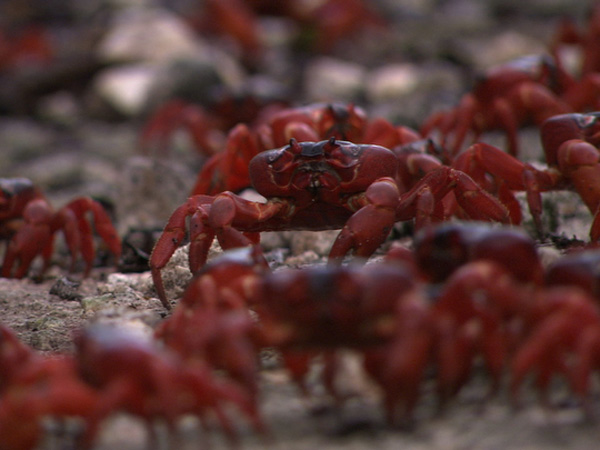 Red Crab On Beach