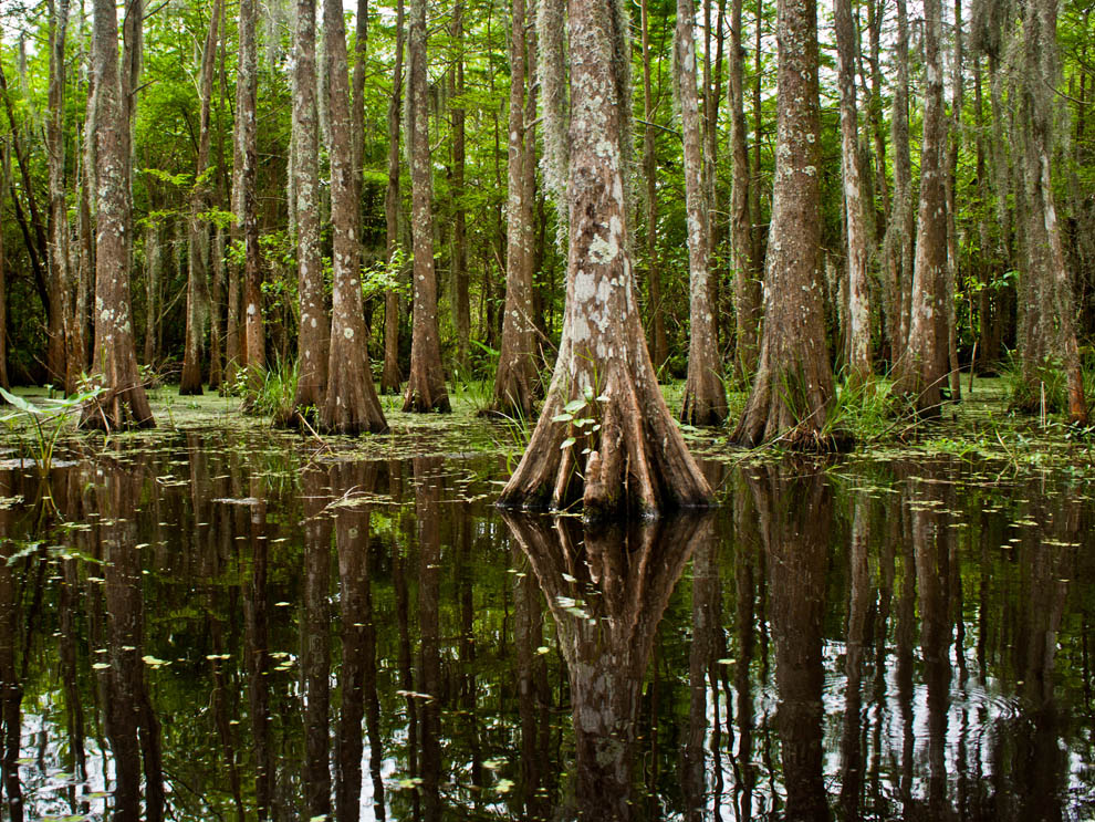 bayou