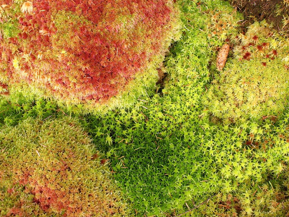 Peat moss, Description, Uses, Bog, & Facts