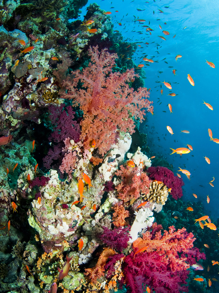 What Are Coral Reefs?