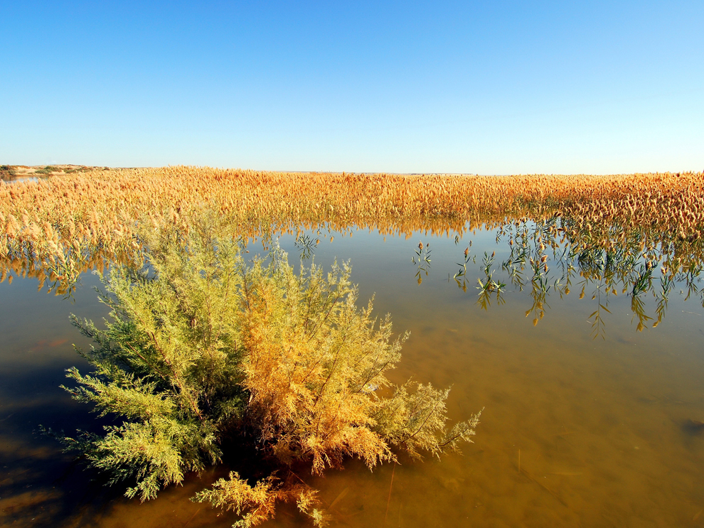 marsh wetland
