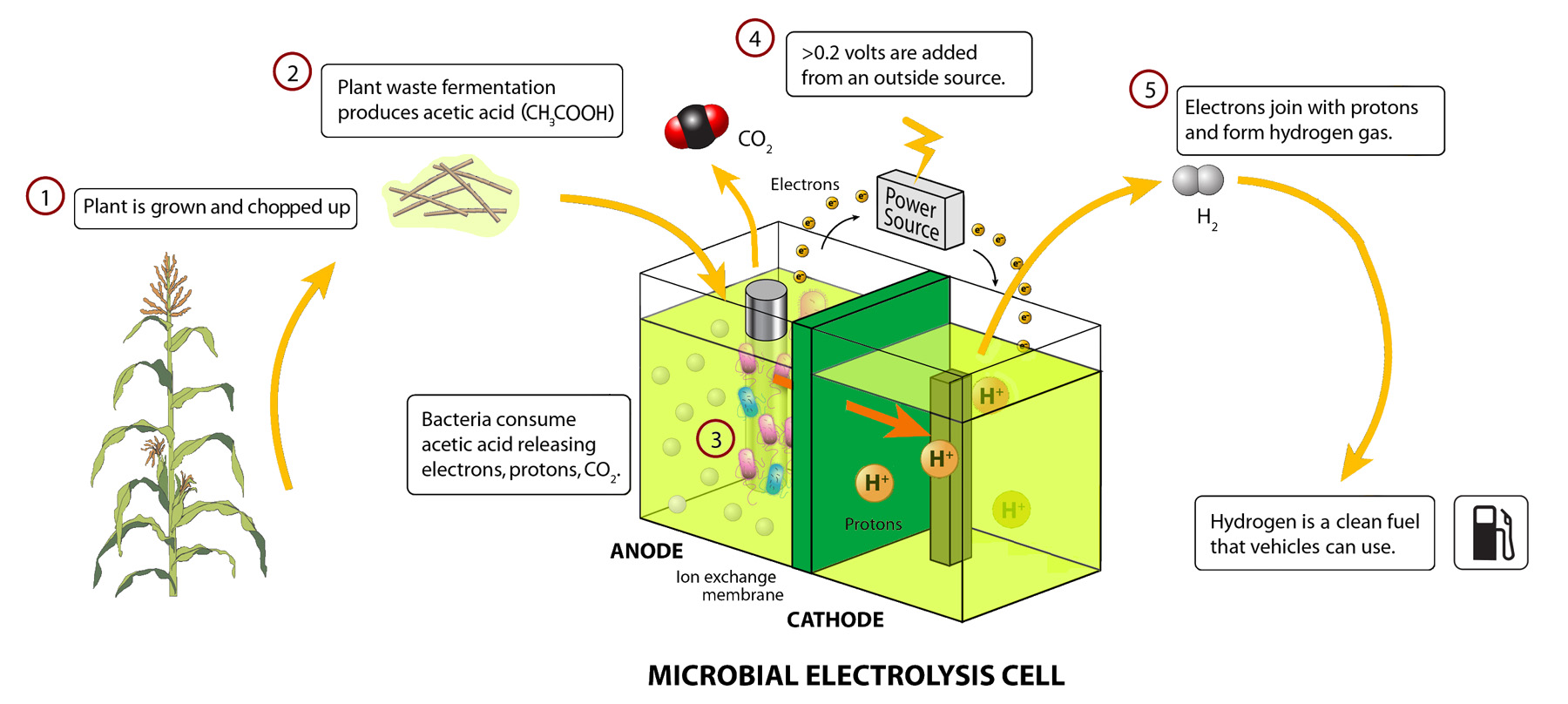 how biomass energy works
