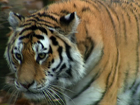 About the Siberian tiger  Russian Geographical Society