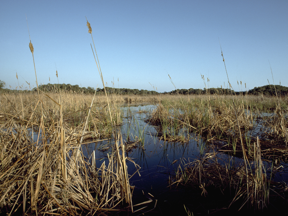 Marsh Definition Types Examples Britannica 40 OFF