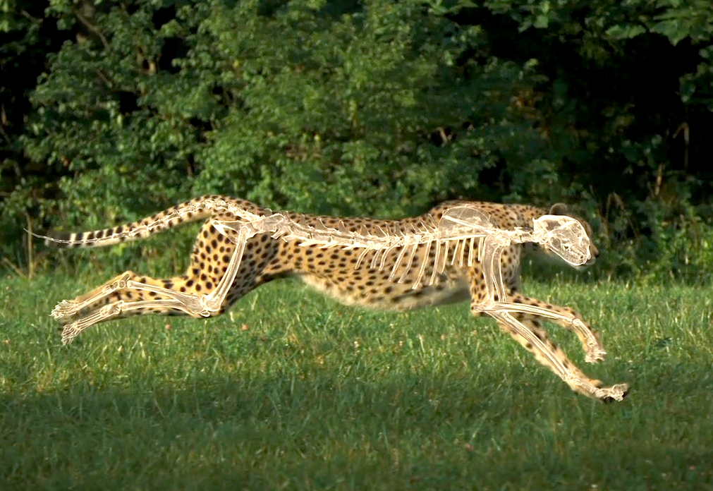 Cheetah Speed