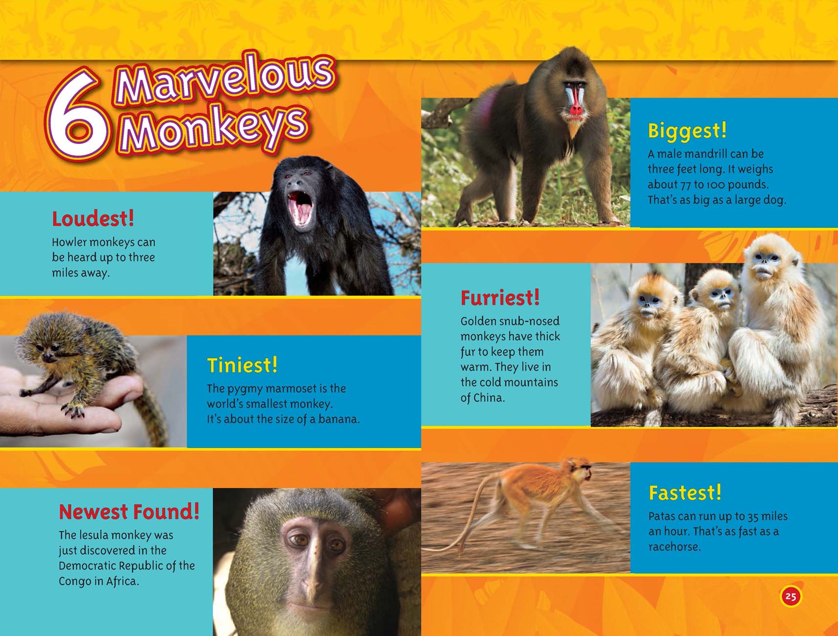 pygmy marmoset monkey facts