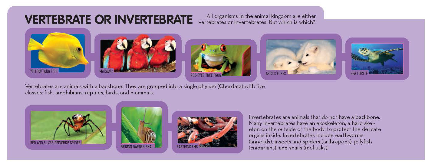 Vertebrate or Invertebrate