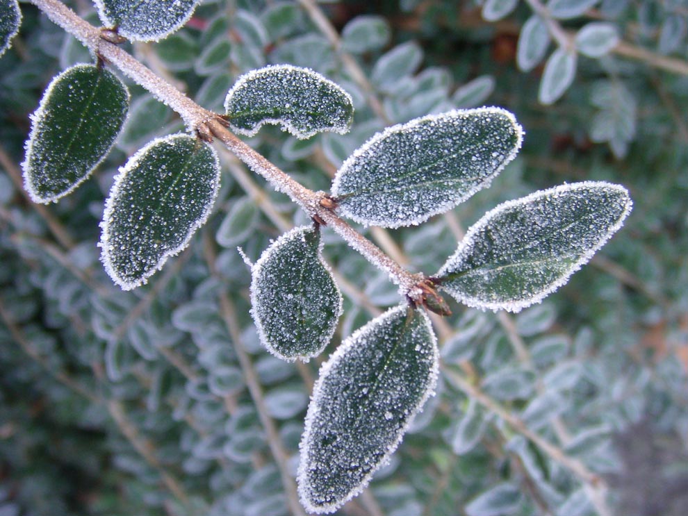 What is frost and how does it form?