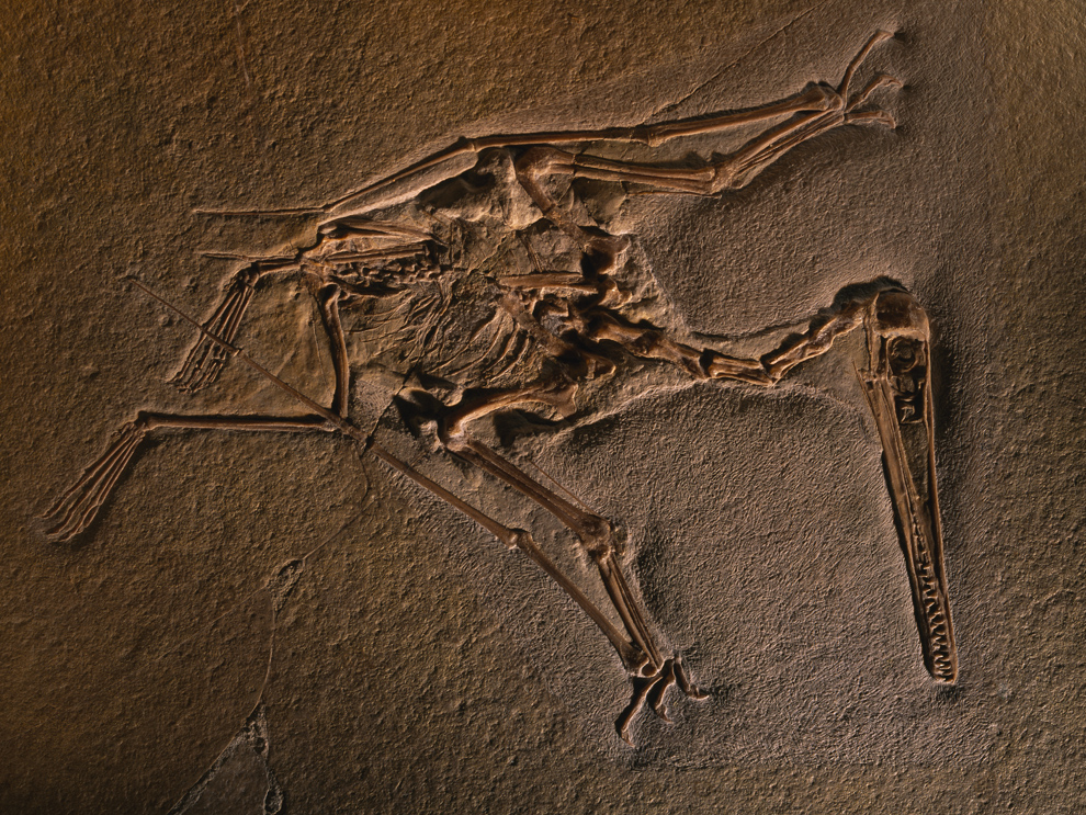 Fossil of oldest pterodactyl discovered in Utah desert