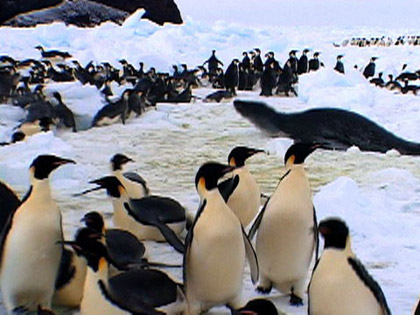 Crittercam: Fishing with Emperors