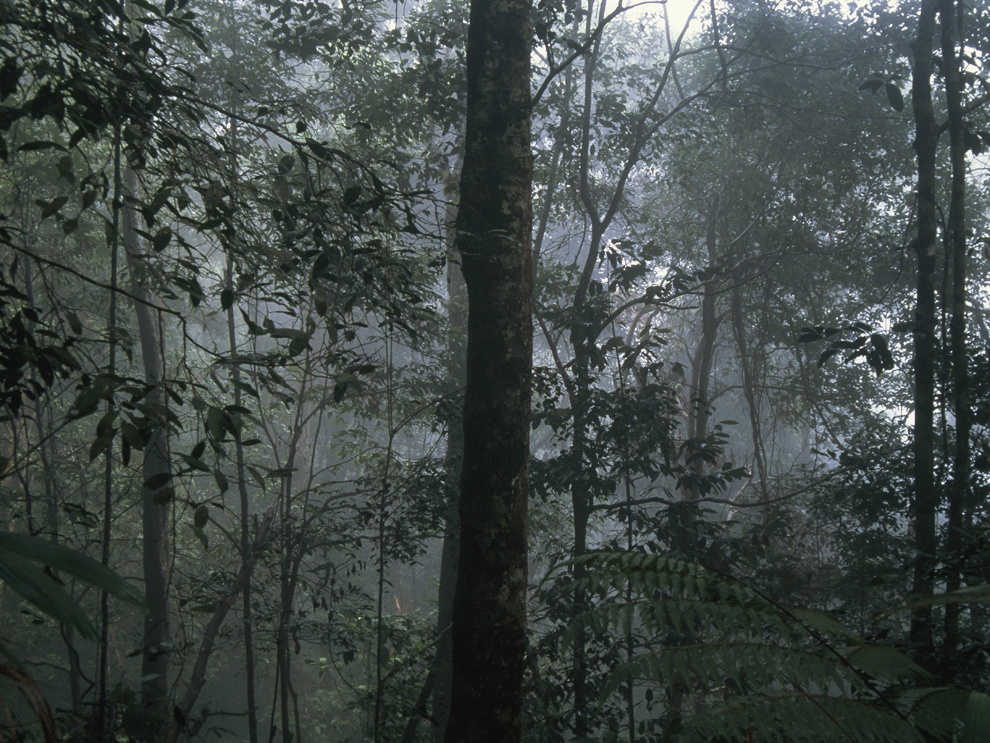 Rainforests and why they are important - The Living Rainforest