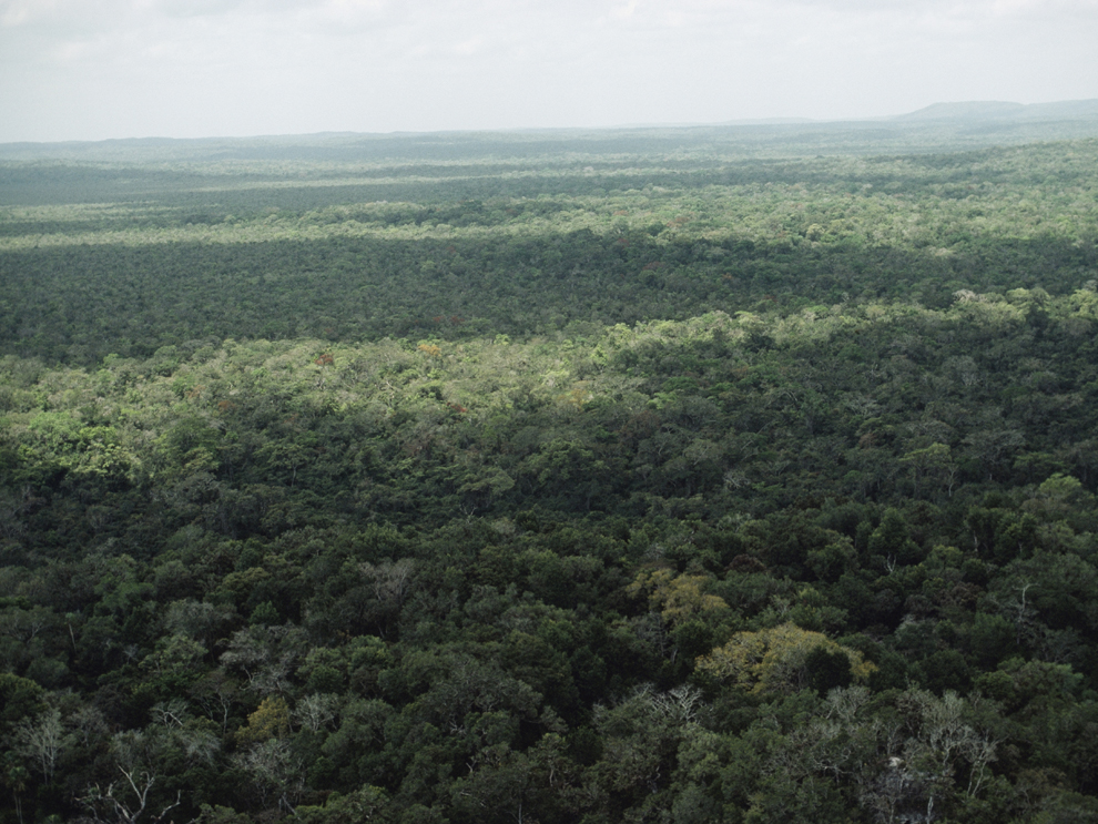 rainforest canopy background