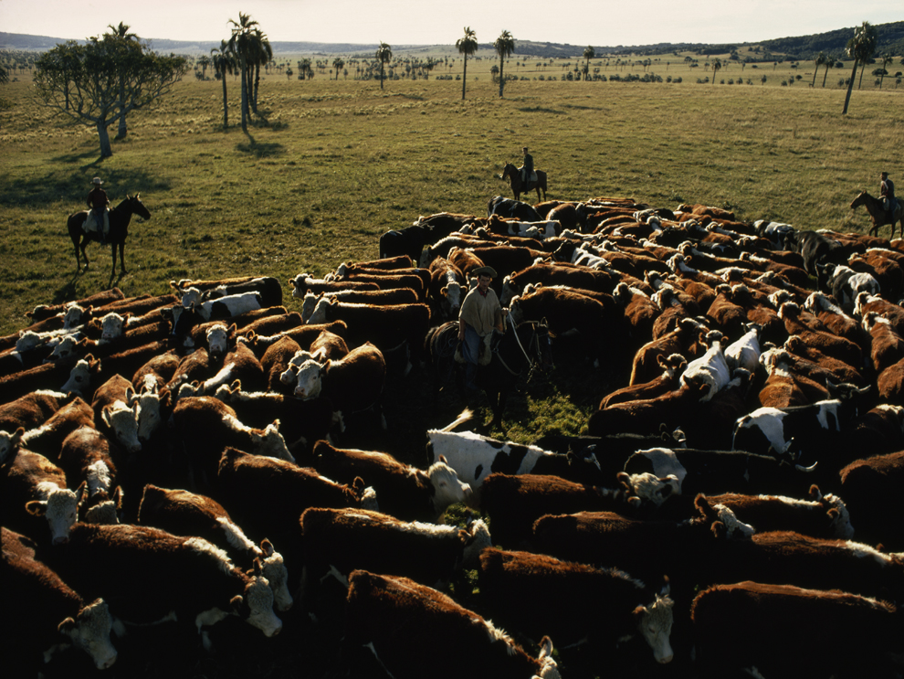 cattle ranching