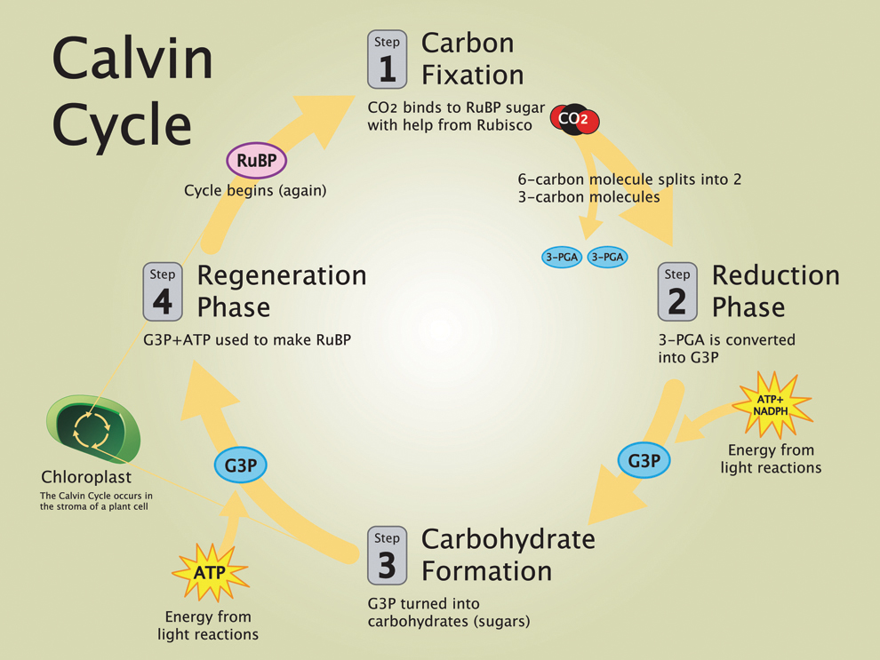 calvin cycle in chloroplast