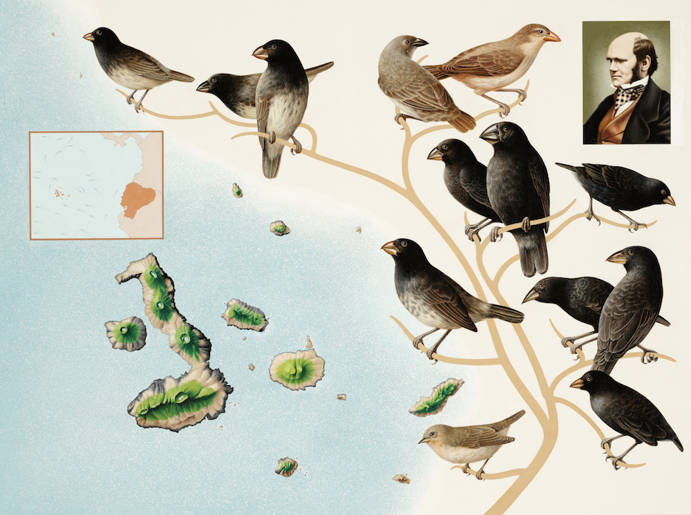 allopatric speciation finches