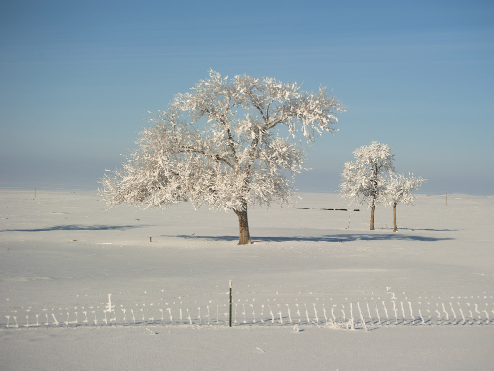 freezing snow on trees as a result of el nino