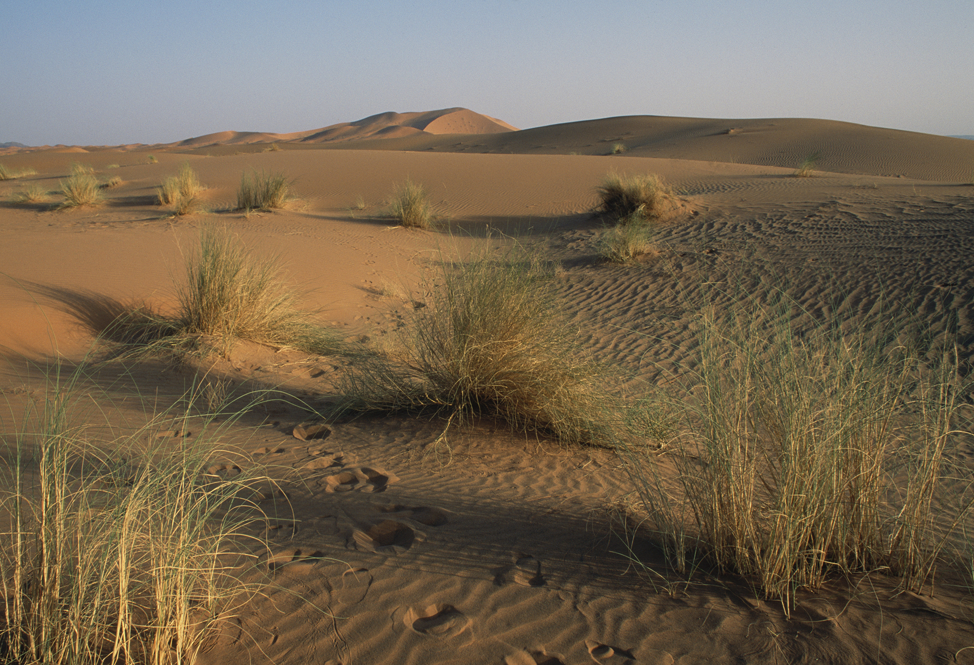 What Is The Importance Of Oasis In A Desert? - WorldAtlas