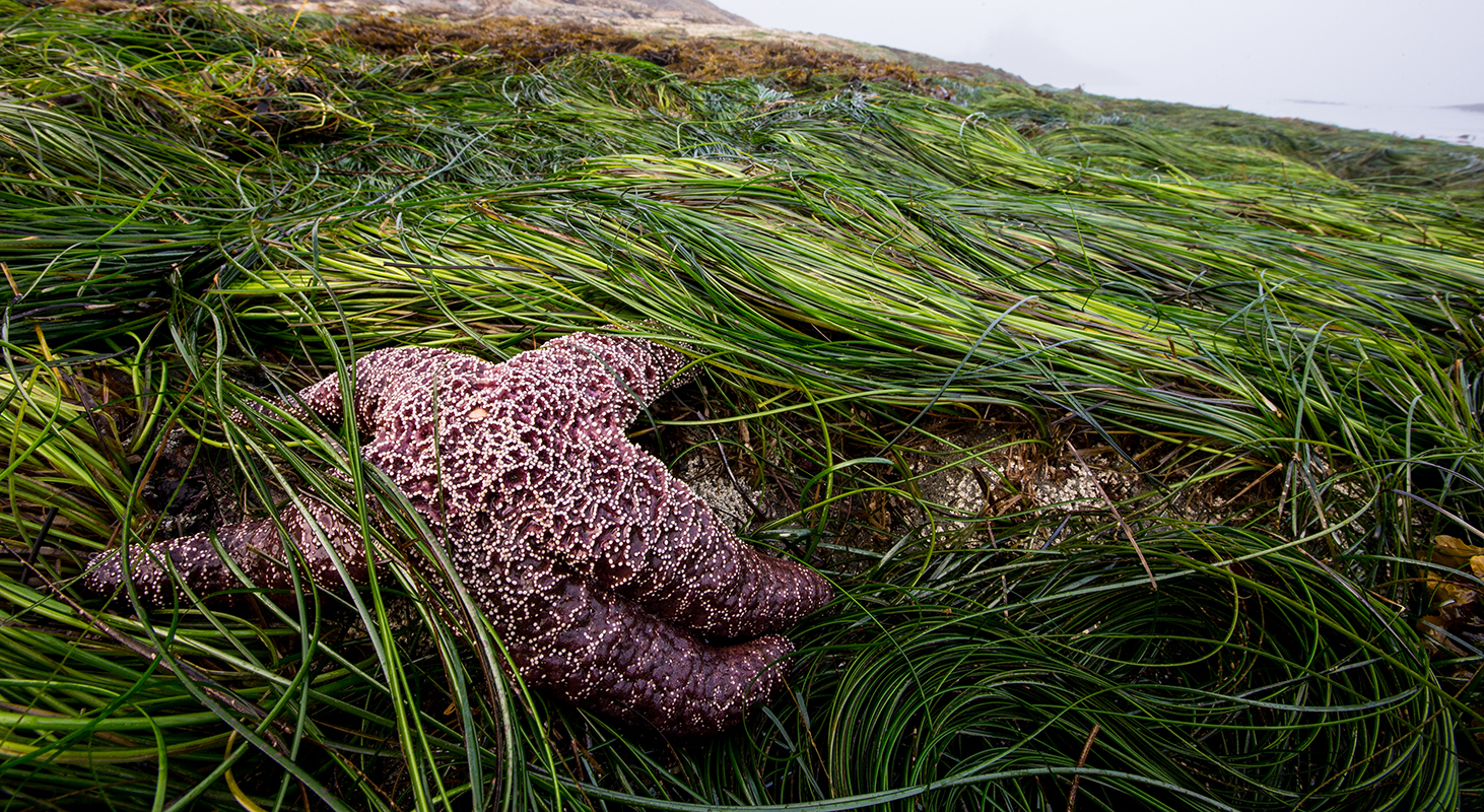 Grounded - The preservation of keystone species is a fundamental part of  solving the climate crisis and restoring a healthy environment. A keystone  species defines an entire ecosystem, and the loss of