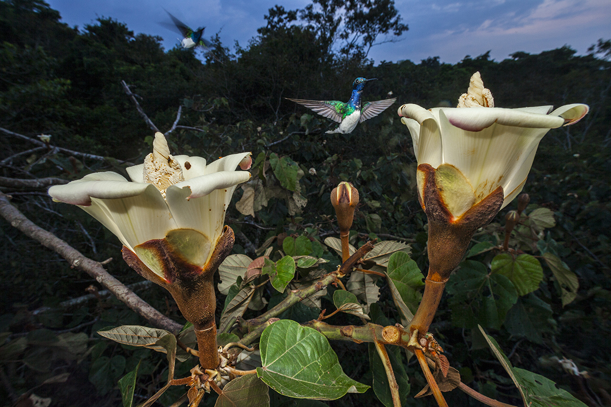 10 Keystone Species Examples and the Important Role they Play in Every  Ecosystem