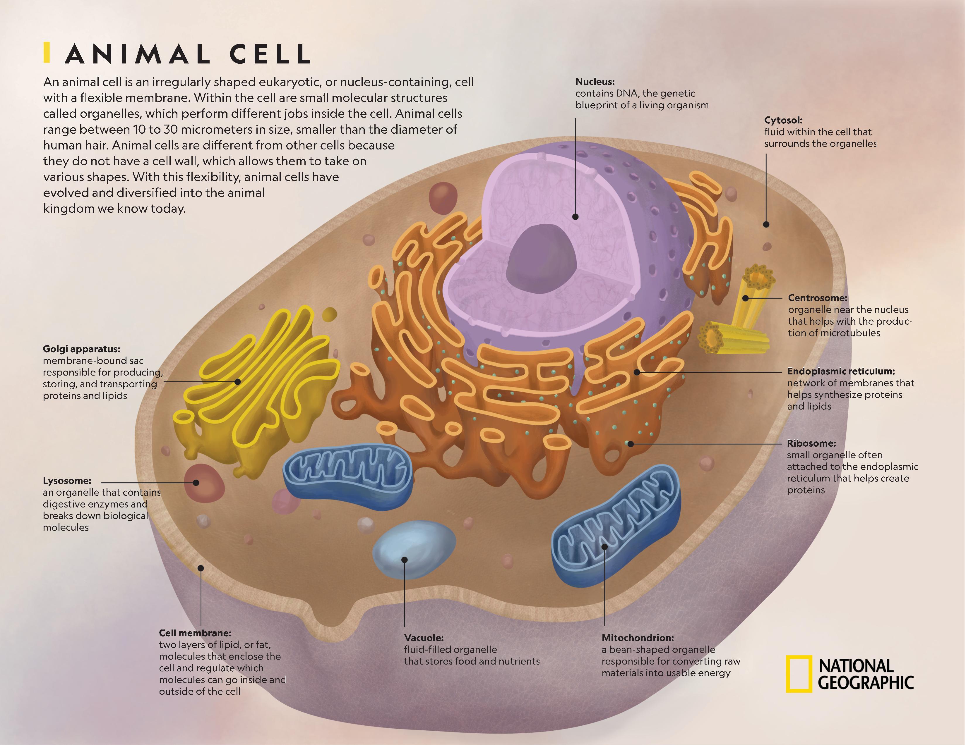 Animalia Cell Diagram