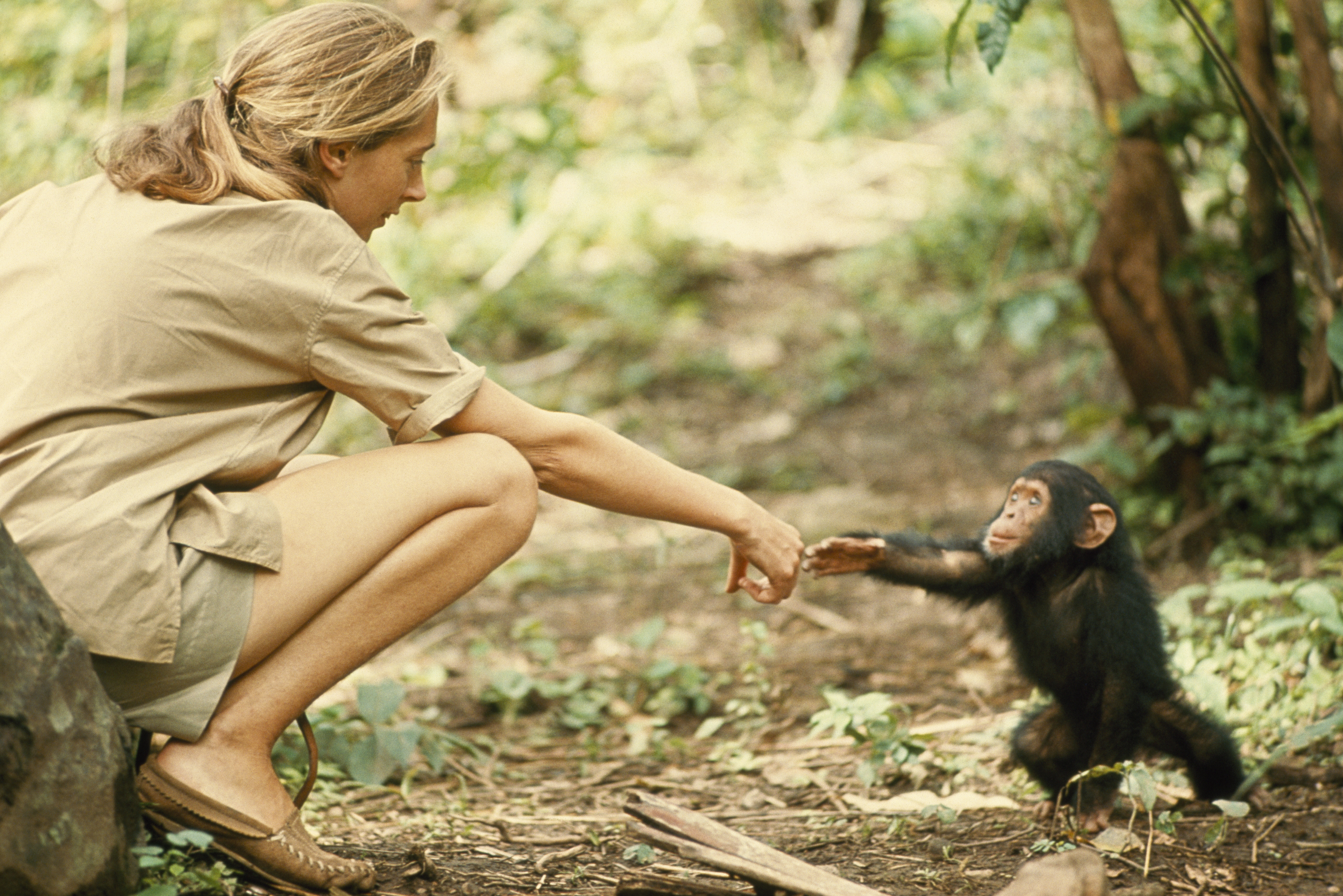 Jane Goodall Tour 2024: Discover the Wild Side of Conservation