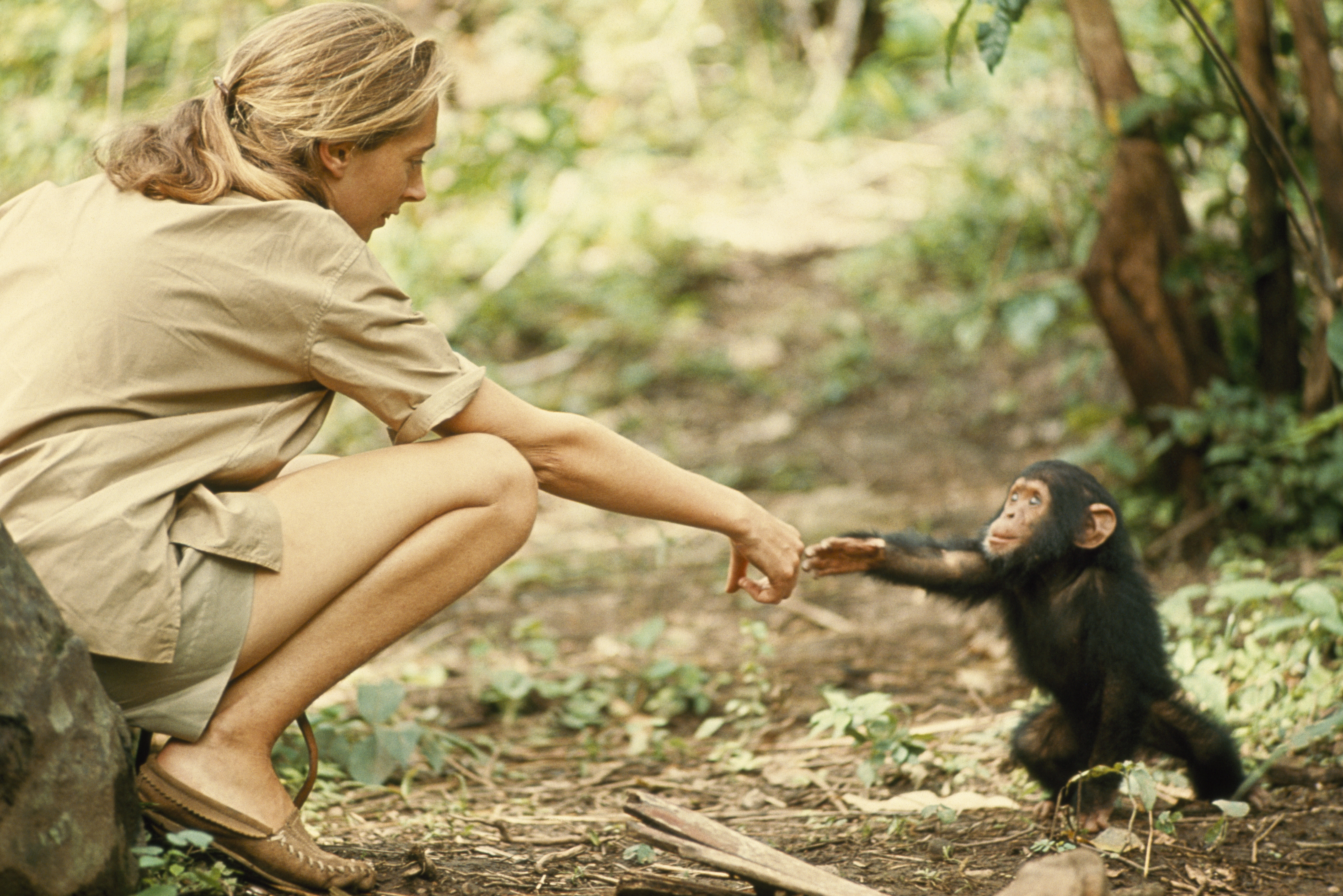 Jane Goodall, English activist