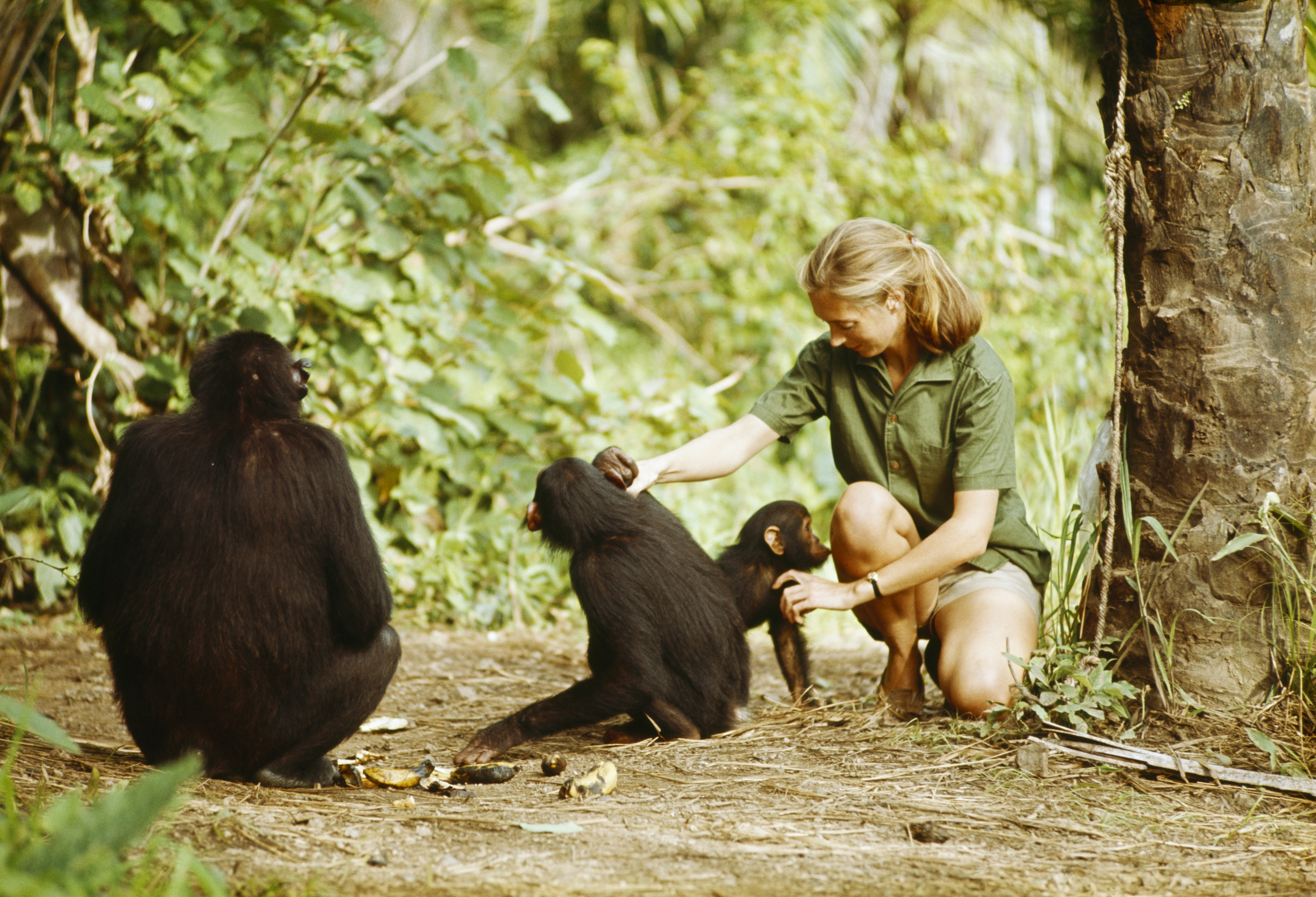 Jane Goodall