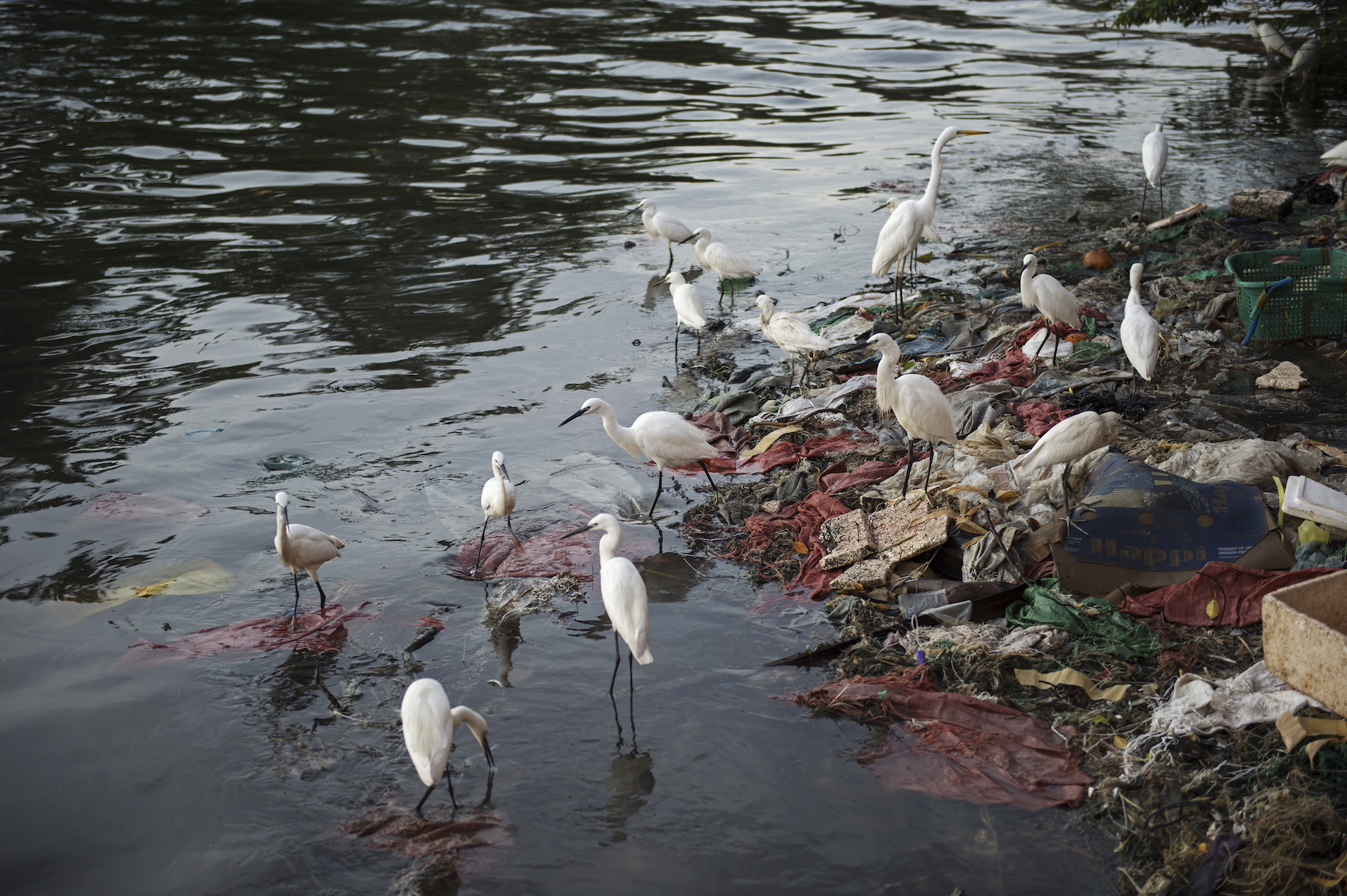 water pollution effects on animals