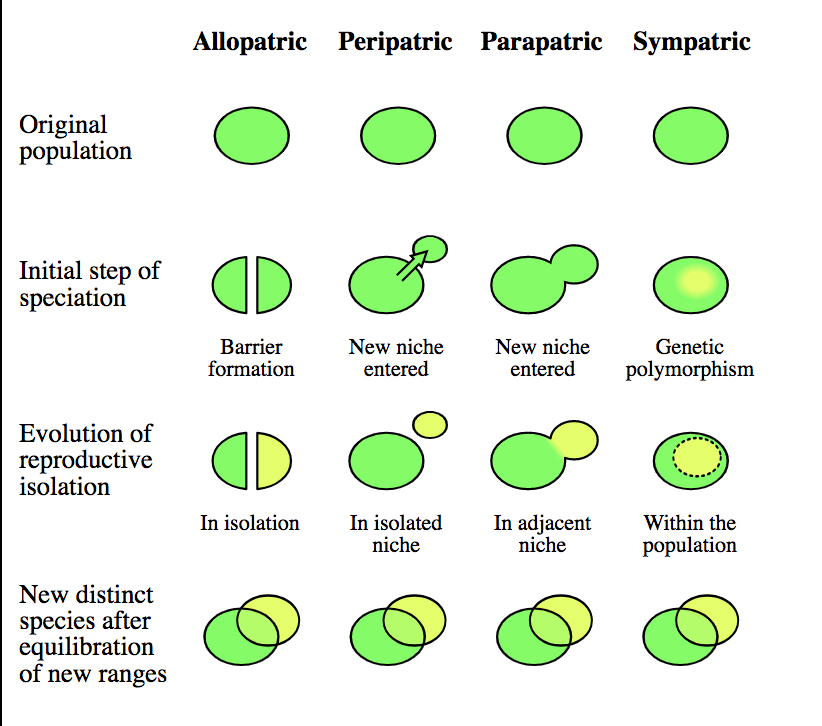 Allopatric Speciation Animation