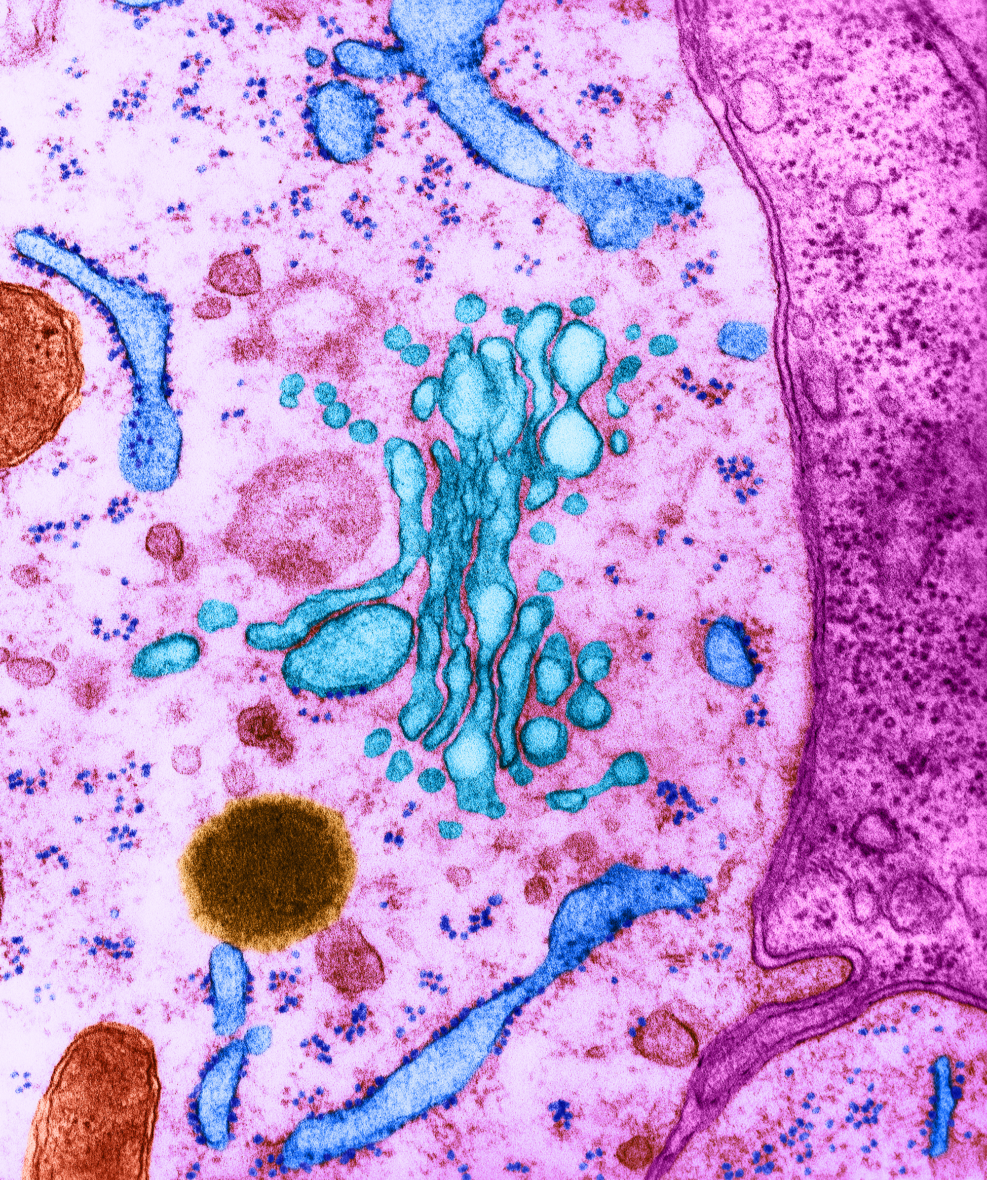 Cell parts and functions (article)