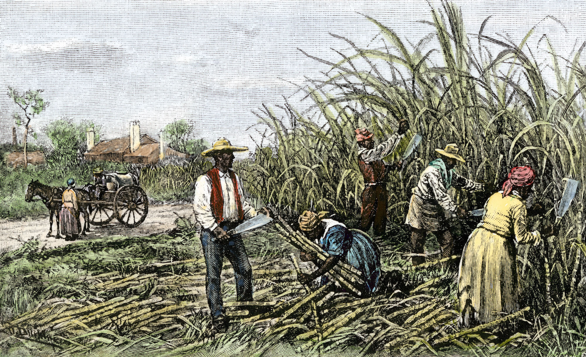 Sugar Cane Plantation 