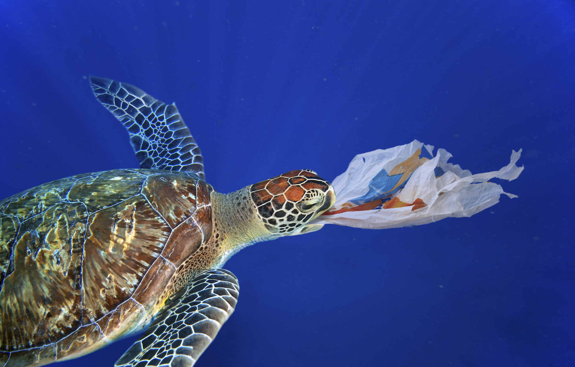 Plastic animals. Морская черепаха. Морские черепахи в мусоре. Морские животники в пластике. Черепаха и пластик.