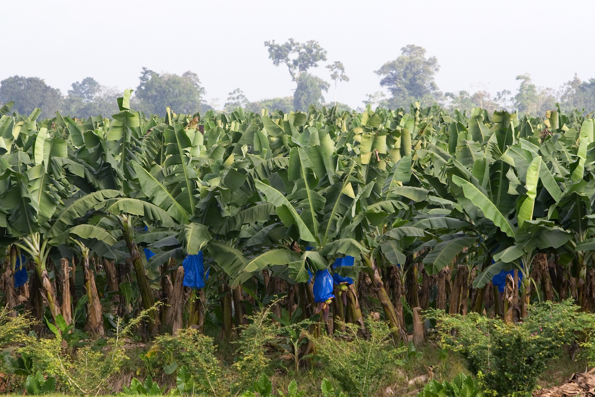 Imagining the Future of the Banana