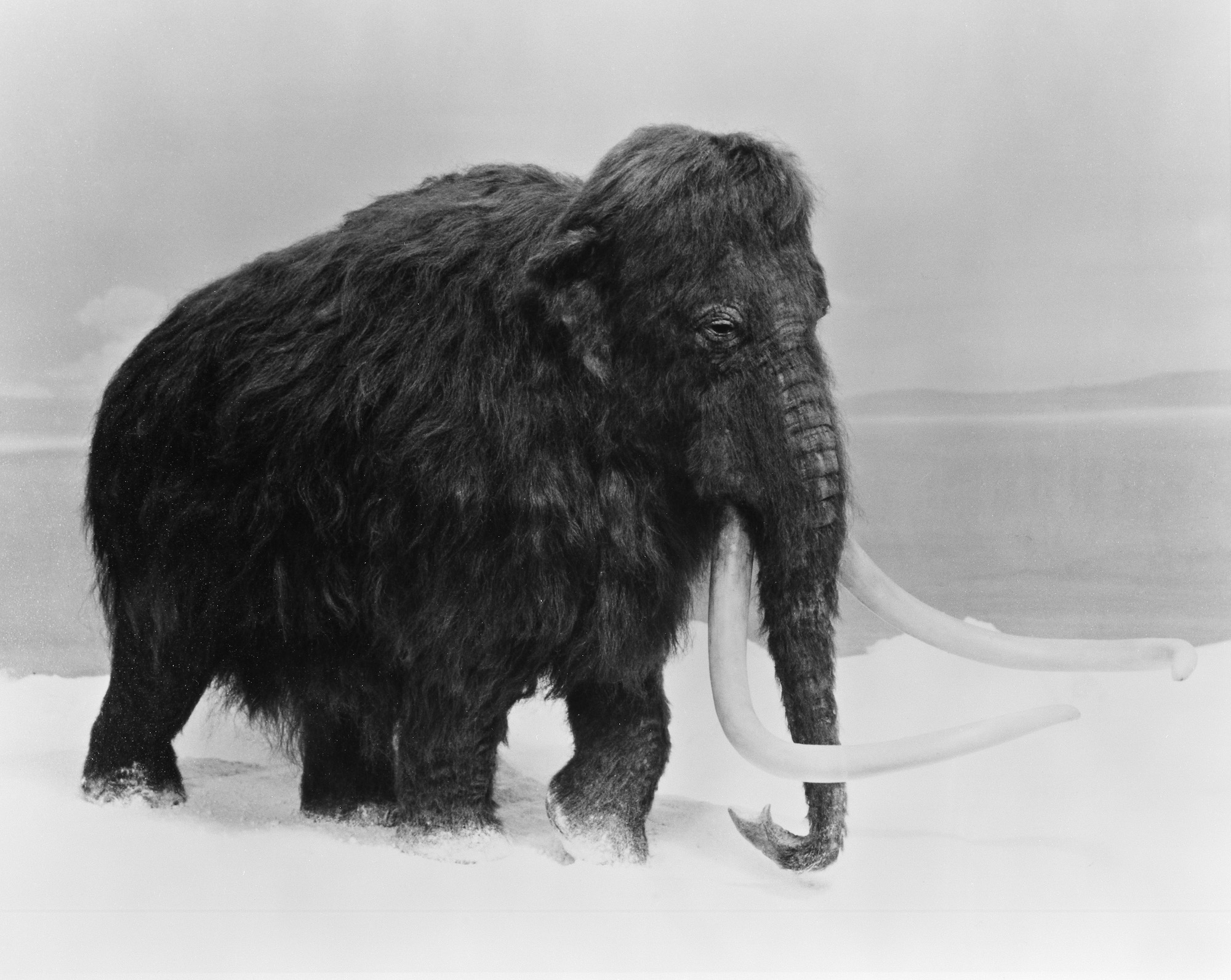 We Could Resurrect the Woolly Mammoth. Here’s How