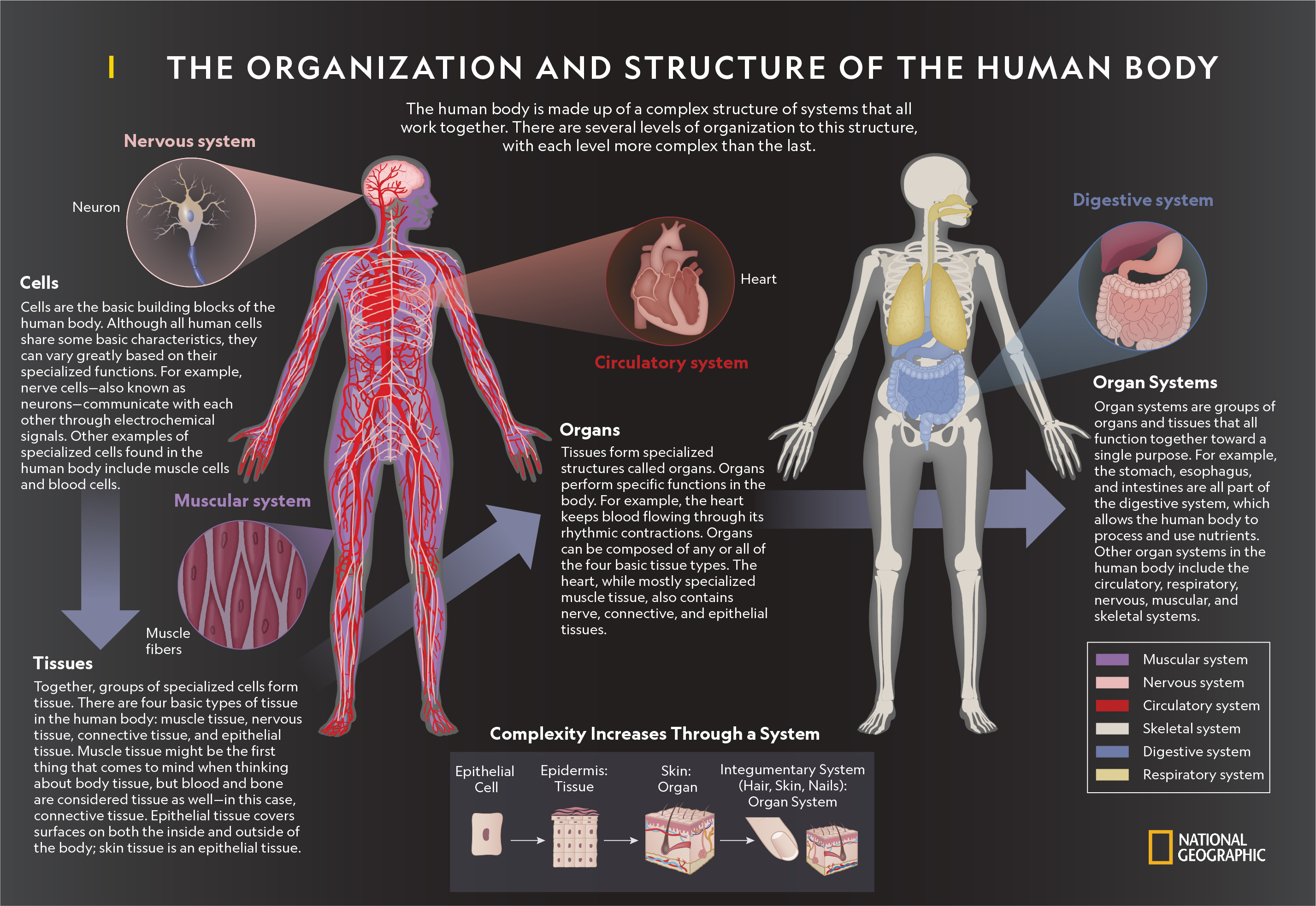 organ systems and their functions