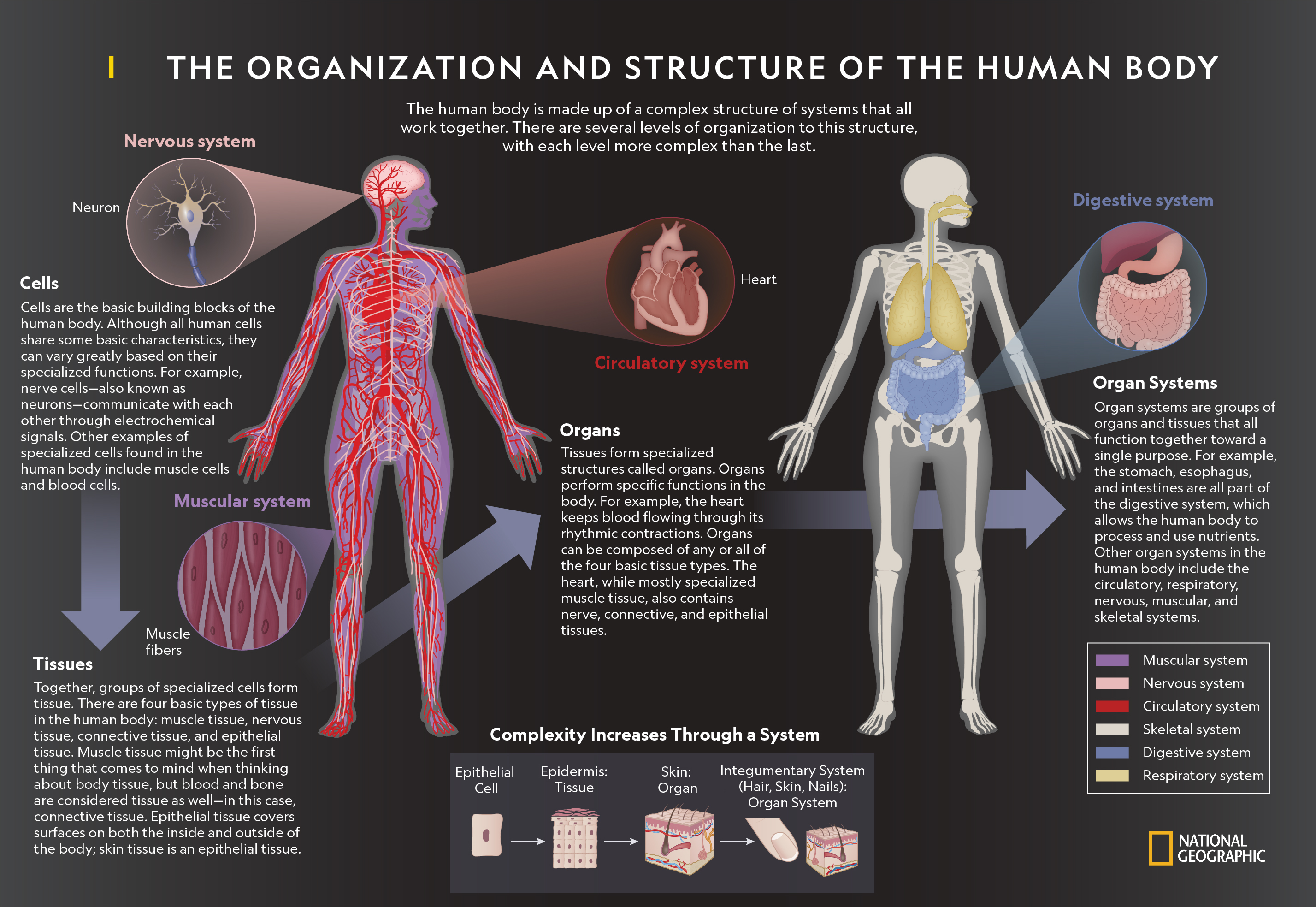 kapak-napier-ba-ar-human-is-a-complex-organism-loddonobservatory