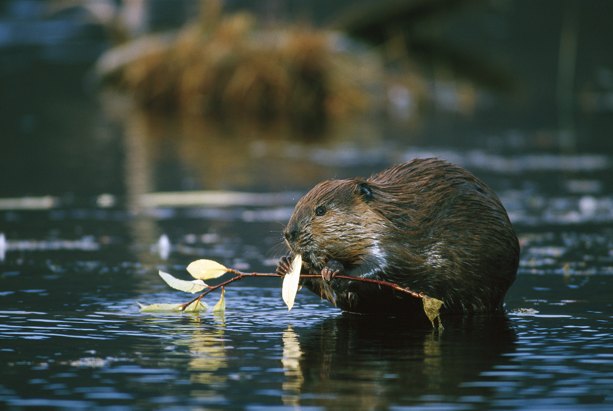 Keystone Species-The Beaver 