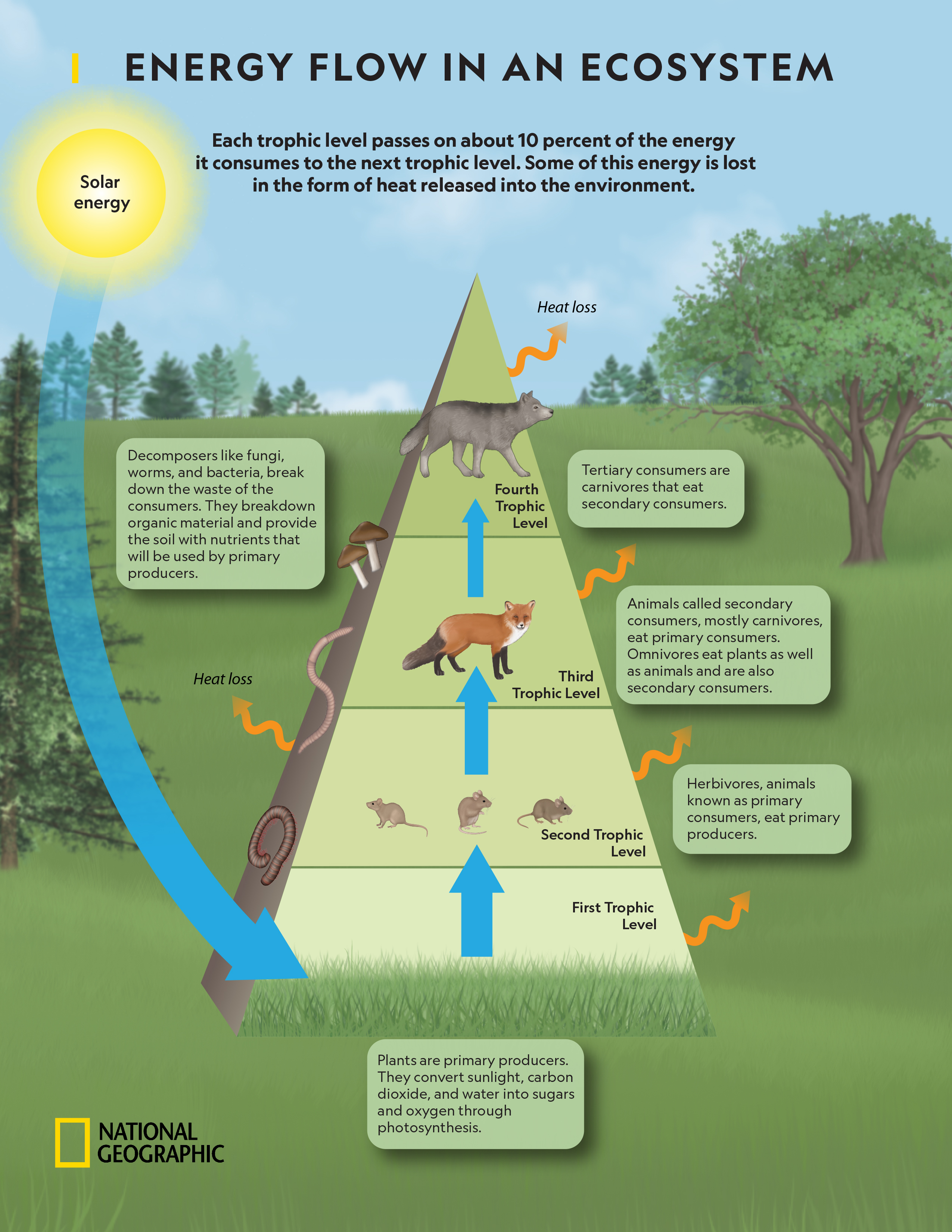 Forest Ecosystem Diagram With Decomposers Forest Ecosystem Diagram With Decomposers