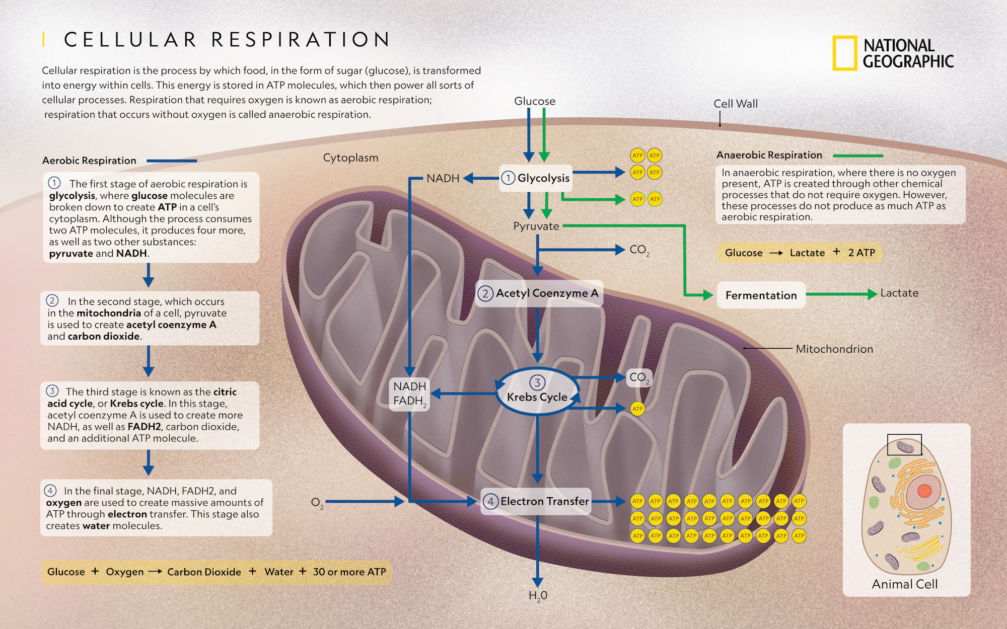 Illustration of Glycolysis Process in Cellular Respiration 2022