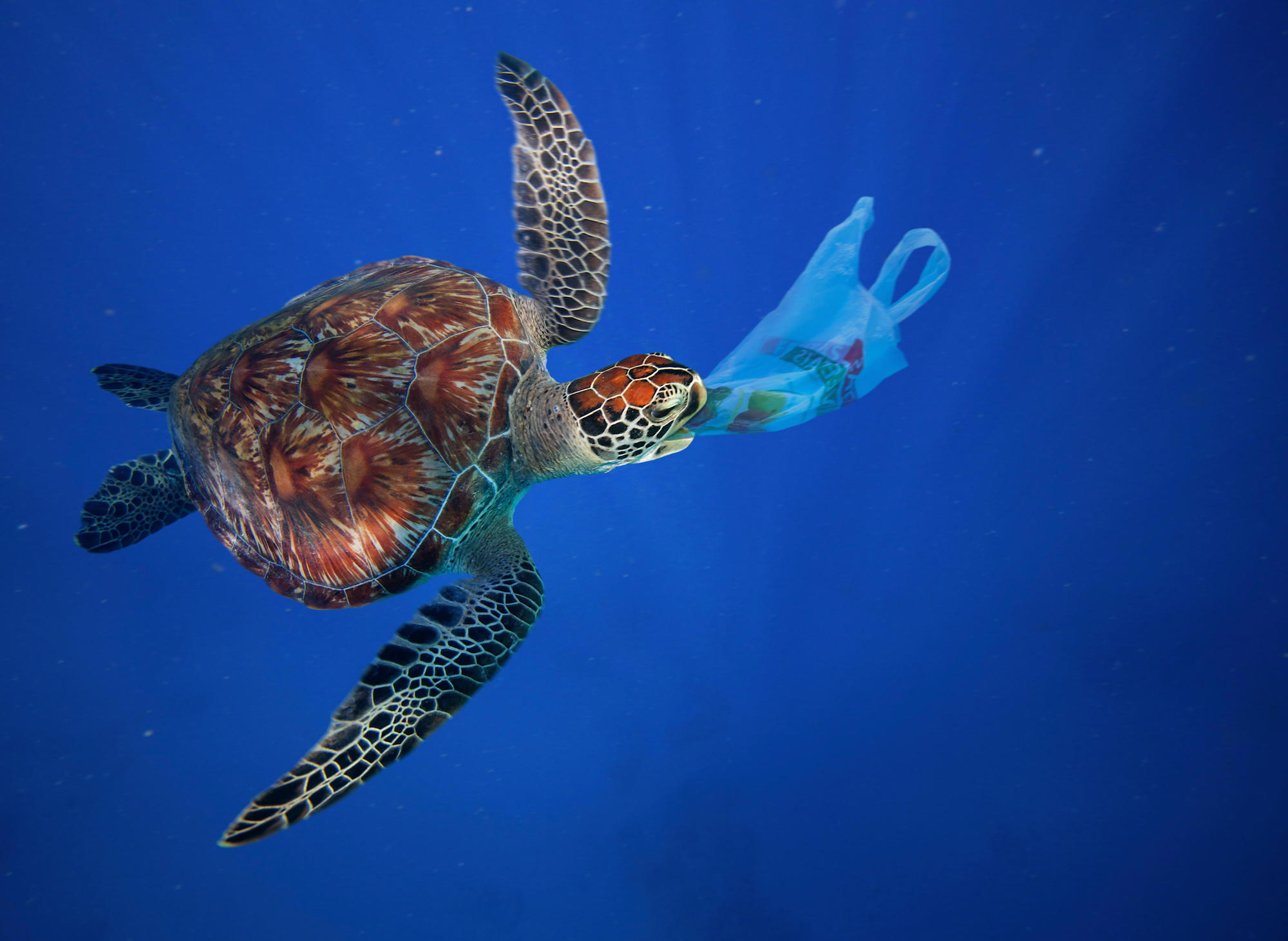 News - Innovative Fishing Bag Material Saves Marine Life