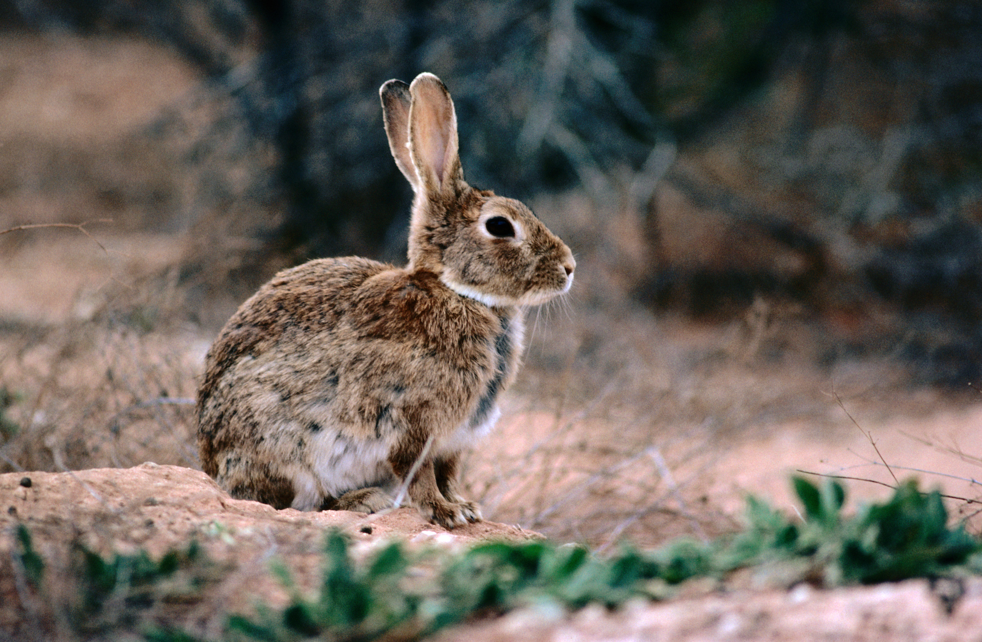 Why do rabbits have such long ears? - Discover Wildlife