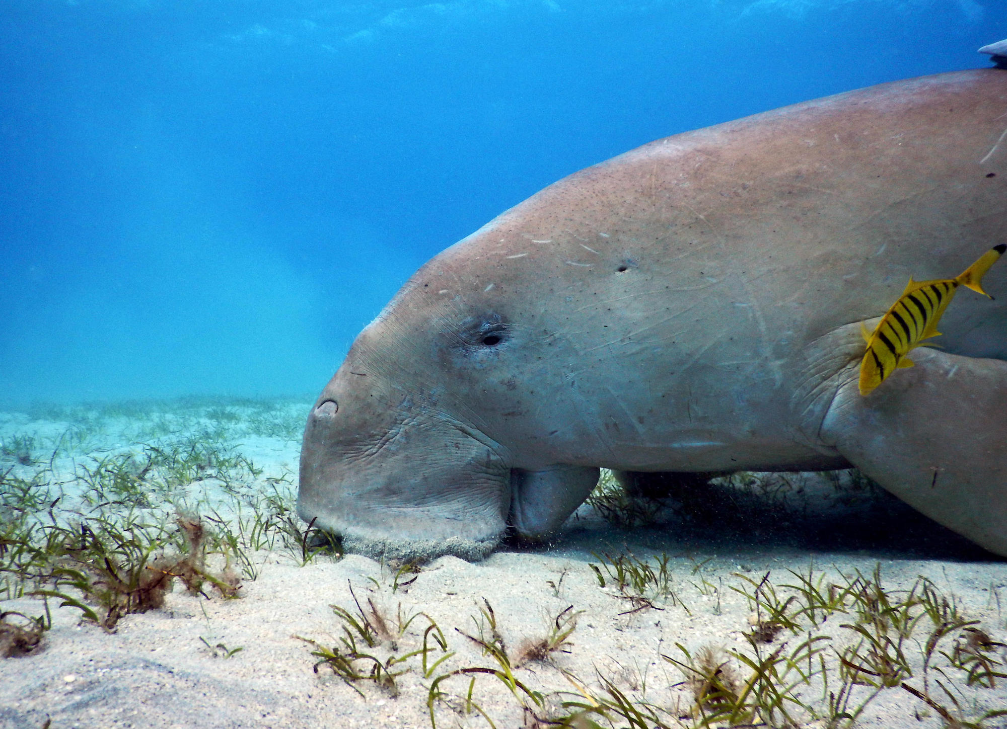 Small eddies play a big role in feeding ocean microbes