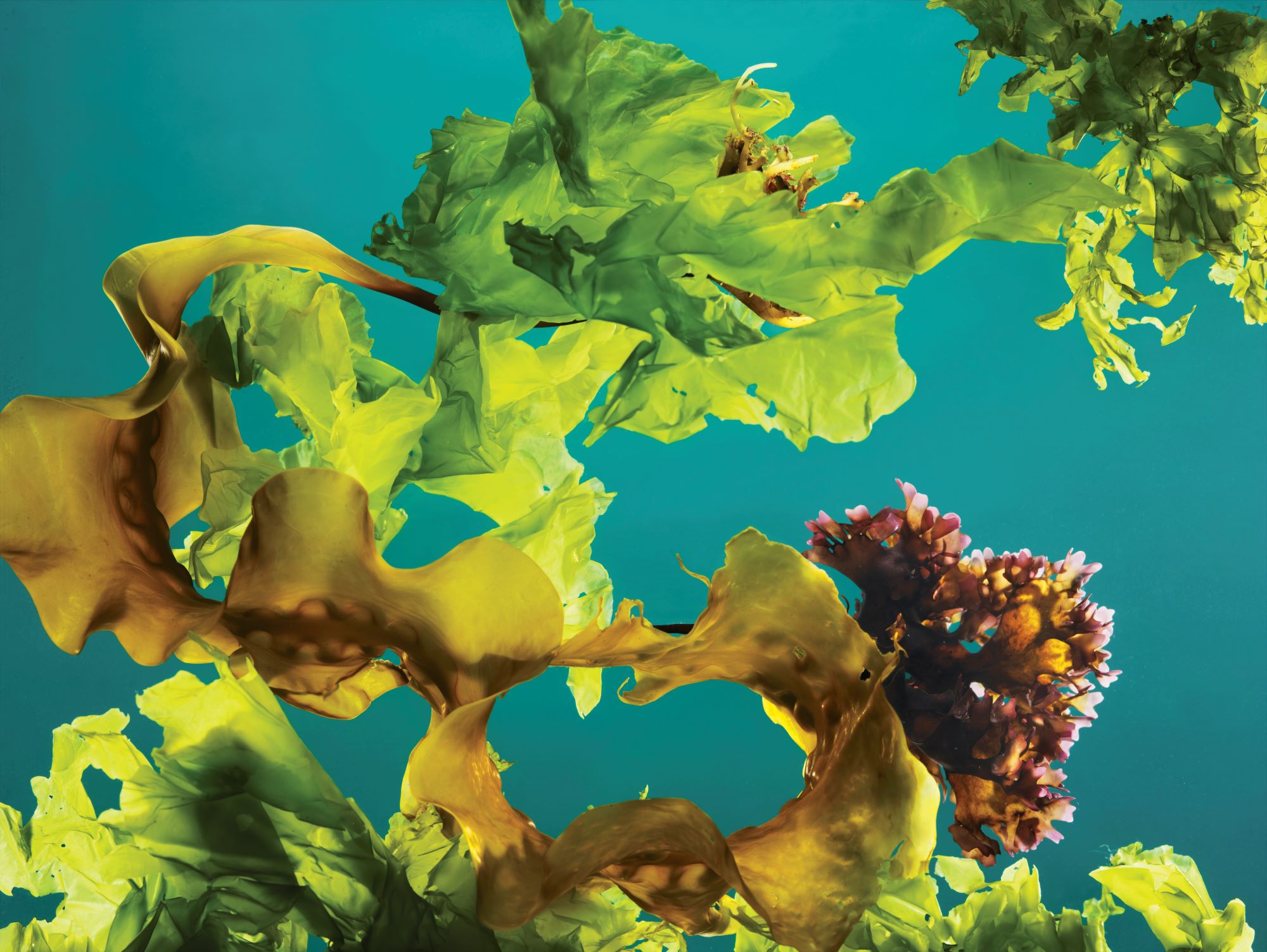 Ocean Plants