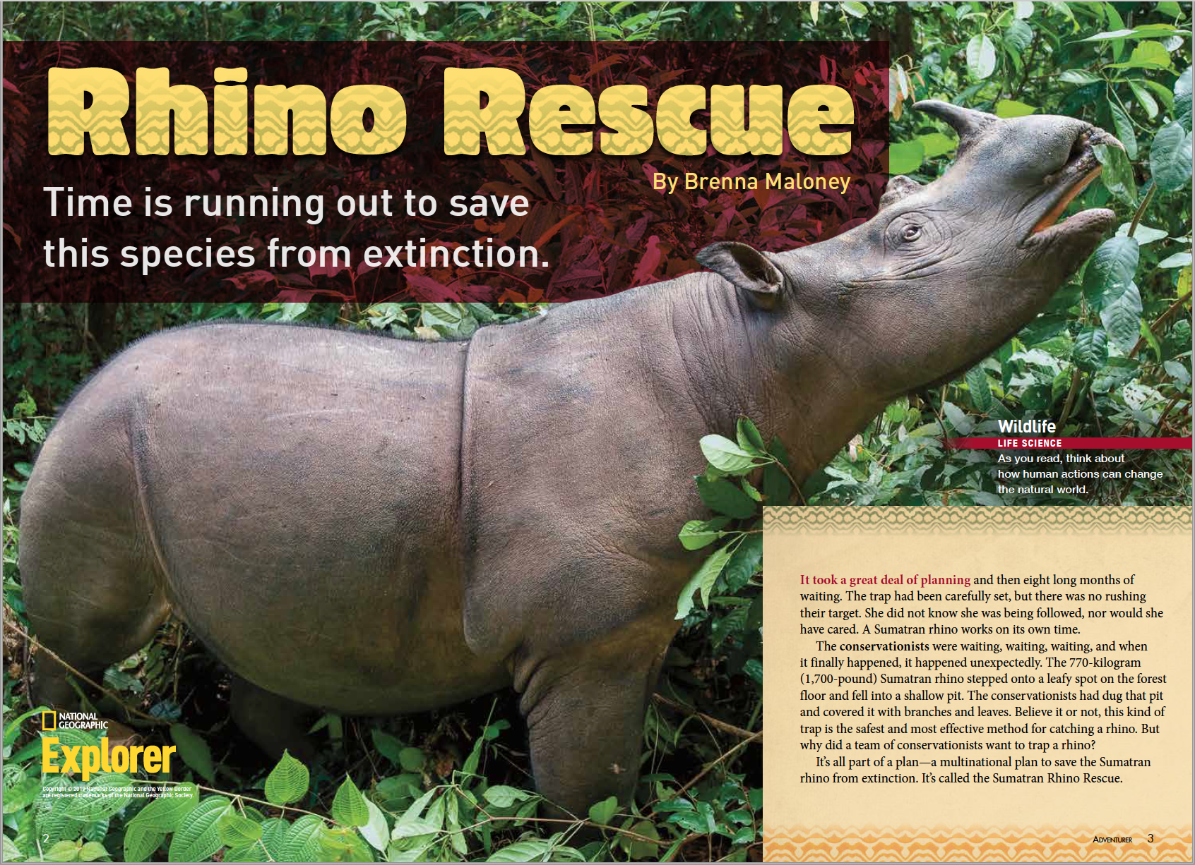 Time May Be Running Out for Rhinos as Poaching Persists Worldwide - Pacific  Standard