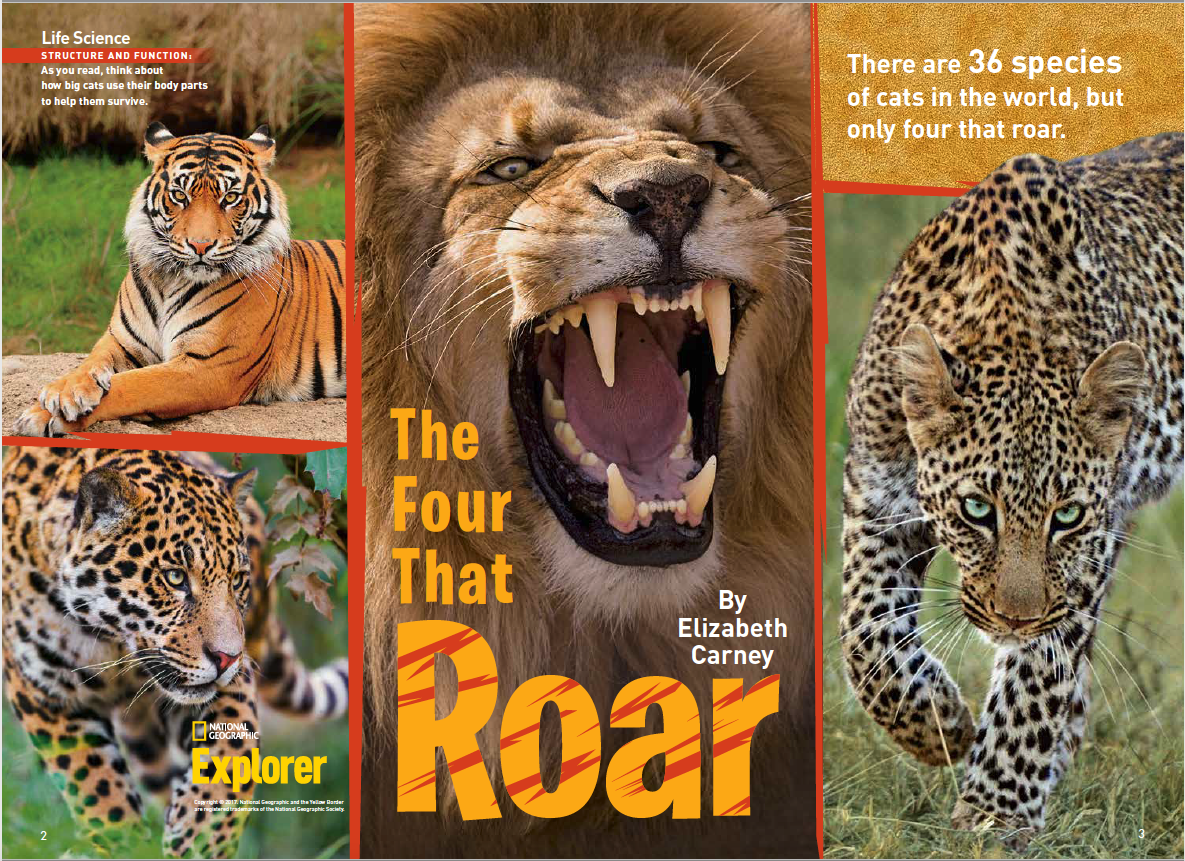 Why can only big cats roar? - Discover Wildlife