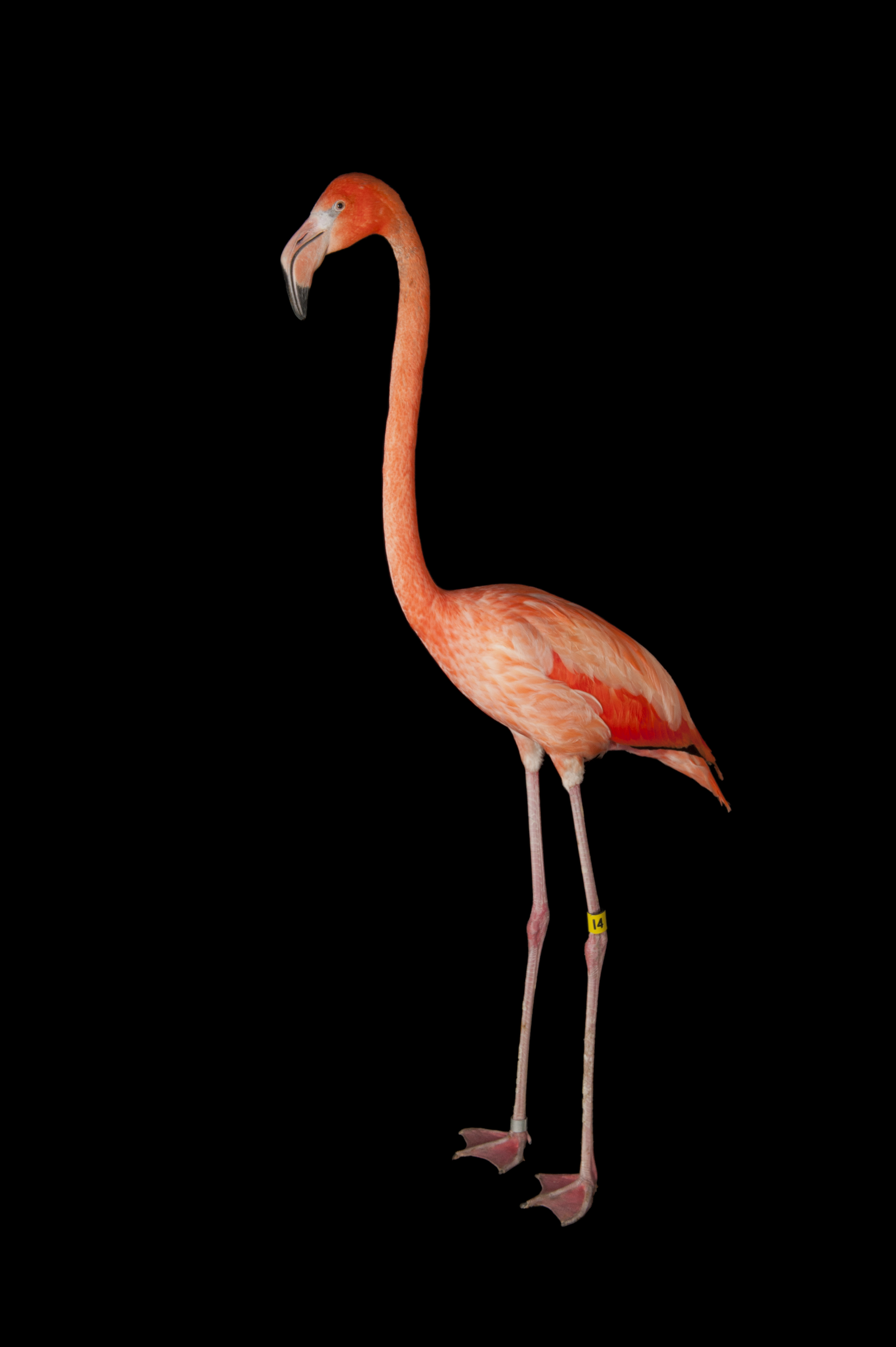 Greater Flamingo